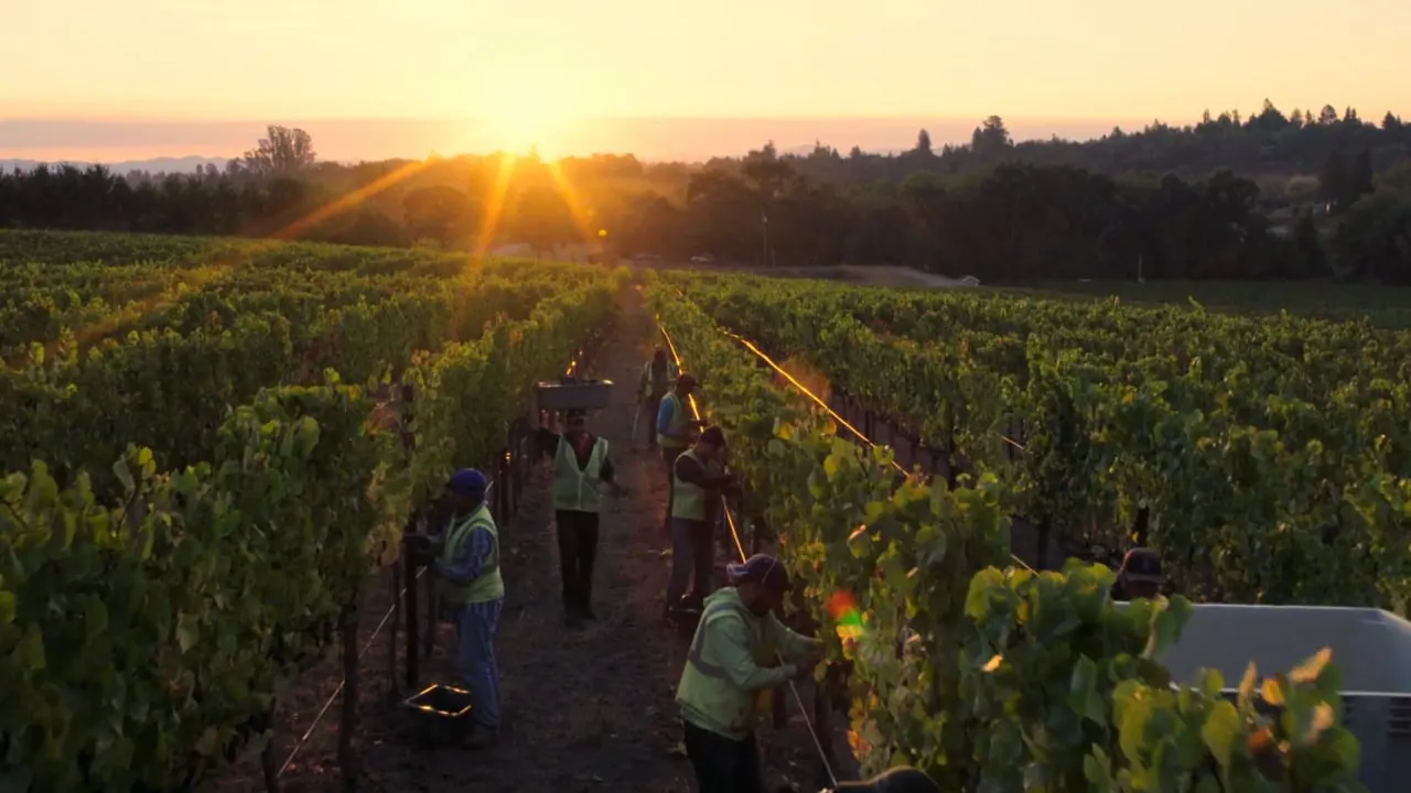 Still from Kosta Browne — Obsessed with Pinot Noir